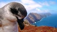 Imagem de Gatos abandonados nas serras são uma ameaça para a colónia de freiras da Madeira (Vídeos)