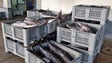 Imagem de Portugal acolhe reunião para analisar pesca de atum no Atlântico