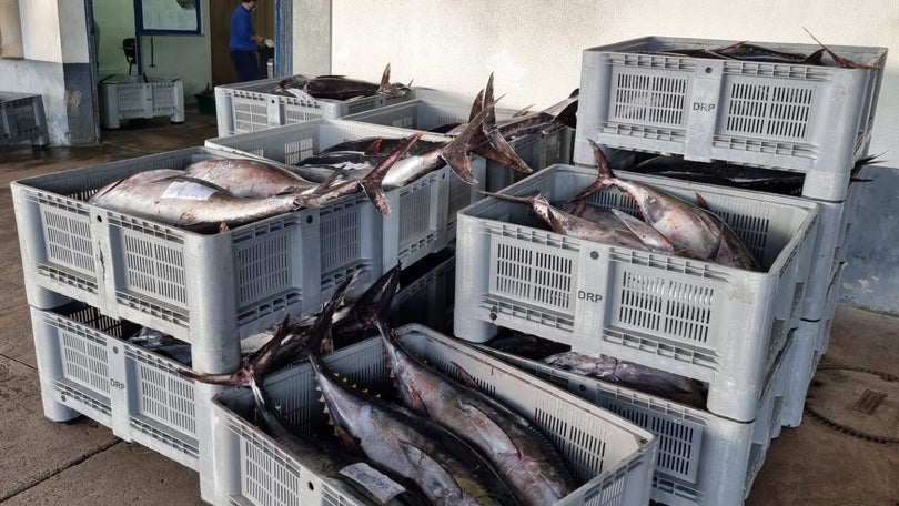 Imagem de Portugal acolhe reunião para analisar pesca de atum no Atlântico