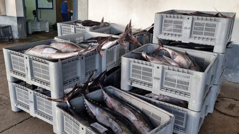 Portugal acolhe reunião para analisar pesca de atum no Atlântico