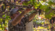 Governo quer garantir escoamento de uvas