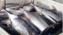 Imagem de Madeira congela 400 toneladas de atum dos Açores