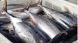 Madeira congela 400 toneladas de atum dos Açores