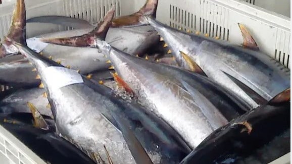 Madeira congela 400 toneladas de atum dos Açores