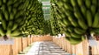 Produção de banana da Madeira cai 18,3% nos primeiros quatro meses
