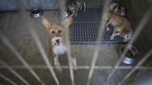 Imagem de Detido suspeito de ter ateado fogo que matou animais em canis de Santo Tirso