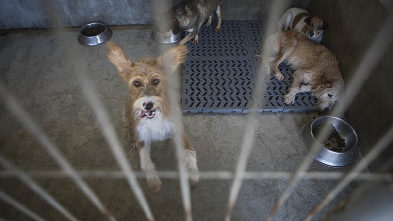 Imagem de Detido suspeito de ter ateado fogo que matou animais em canis de Santo Tirso