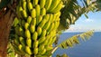 Imagem de Grupo de produtores de banana exige dois representantes na administração da GESBA (áudio)