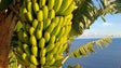 Grupo de produtores de banana exige dois representantes na administração da GESBA (áudio)