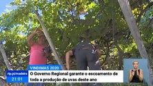 Imagem de Governo da Madeira garante o escoamento de toda a produção de uvas deste ano (Vídeo)