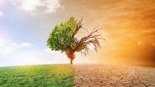 Imagem de Governo da Madeira quer adaptar Região às alterações climáticas