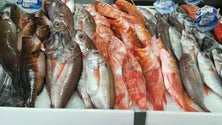 Imagem de Povoação recebe descargas de pescado apenas pela Ribeira Quente (Som)