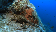 Imagem de Nova estirpe de bactéria nos mares da Madeira (vídeo)