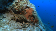 Imagem de Nova estirpe de bactéria nos mares da Madeira (vídeo)