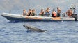 Observação de cetáceos com `lotação esgotada` este verão