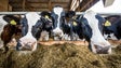 Engordadores de bovinos repudiam decisão da Universidade de Coimbra sobre carne de vaca
