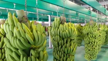 Imagem de GESBA aposta na tecnologia para estudar ciclo de vida das bananeiras (áudio)
