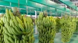 GESBA aposta na tecnologia para estudar ciclo de vida das bananeiras (áudio)
