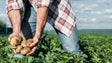 Imagem de Produção agrícola decresceu na Região