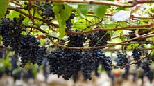 Imagem de Governo garante que casas de vinho Madeira vão comprar toda a produção