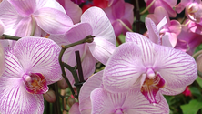 Imagem de Exposição da Flor recebeu cerca de mil visitantes por hora