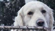 Imagem de Madeira vai ter um forno crematório para animais de companhia (Vídeo)