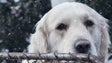 Imagem de Madeira vai ter um forno crematório para animais de companhia (Vídeo)