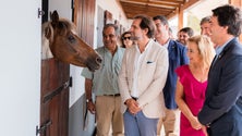 Imagem de Governo Regional adquire cavalos para patrulhar Porto Santo (áudio)