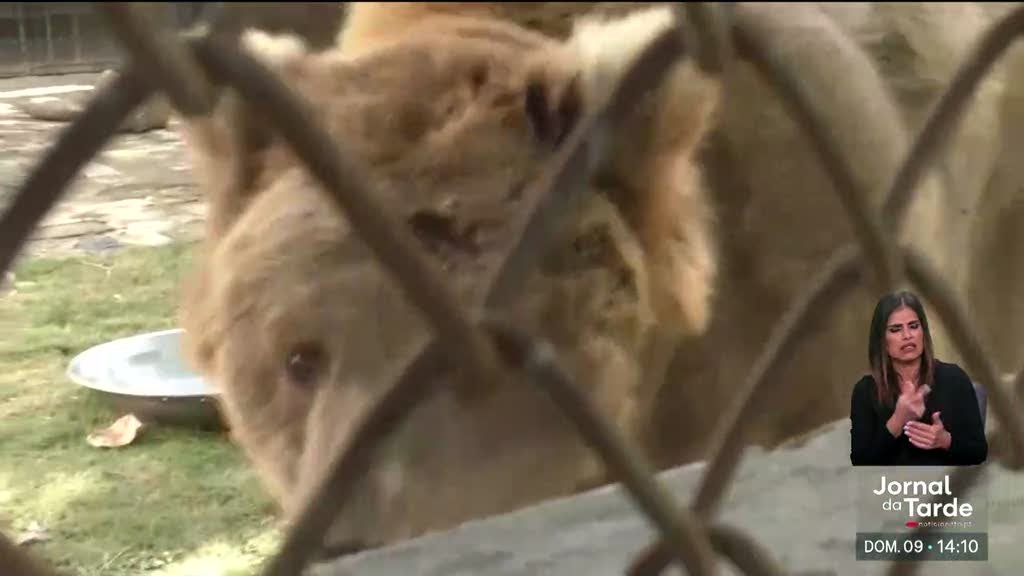 A liberdade para Rano aos 24 anos