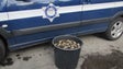 Imagem de Polícia Marítima apreende 32 kg de lapas na Ponta do Sol