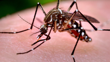 Imagem de Nova estirpe do vírus zika circula no Brasil e pode originar epidemia, diz estudo