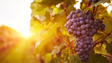 Novas regras para comércio vitivinícola