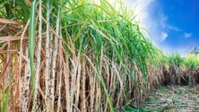 Cana de açúcar pode ser útil para alimentar o gado nos Açores (Vídeo) Atualizada