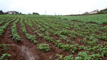 Imagem de Agricultor de Santana produz cerca de 20 toneladas de semilha e batata-doce (Vídeo)