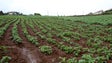 Imagem de Agricultor de Santana produz cerca de 20 toneladas de semilha e batata-doce (Vídeo)