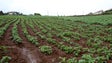 Agricultor de Santana produz cerca de 20 toneladas de semilha e batata-doce (Vídeo)