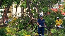 Mau tempo na Madeira provoca queda de galhos e de árvores