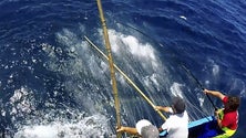 Imagem de Governo manda investigar a inspeção das pescas (Vídeo)