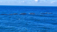 Imagem de Tempestade causou estragos nas jaulas de aquacultura (áudio)