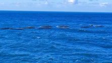 Tempestade causou estragos nas jaulas de aquacultura (áudio)