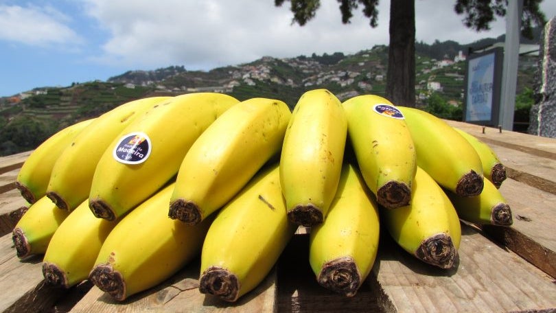 Novo centro de processamento de banana da Madeira vai custar 9,3 milhões de euros