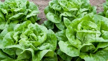 Imagem de Pandemia prejudica a agricultura (Vídeo)