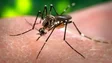 Imagem de Portugal já tem vacina contra a dengue que não exige contacto prévio com o vírus (áudio)