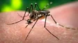 Portugal já tem vacina contra a dengue que não exige contacto prévio com o vírus (áudio)