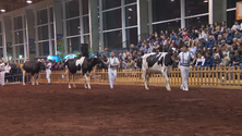 Concurso Holstein Frísia em São Miguel (Vídeo)