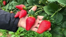 Imagem de Mau tempo destrói culturas agrícolas em São Miguel (Vídeo)