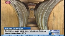 Este ano, há menos uvas para vinho Madeira (Vídeo)