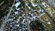 Imagem de Plantas invasoras e espécies de rápido crescimento proibidas na Madeira