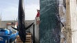 Imagem de Maior Blue Marlin do mundo pescado na Madeira