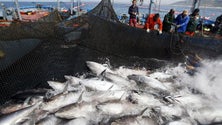 Imagem de Madeira esgota quota de pesca de atum rabilho